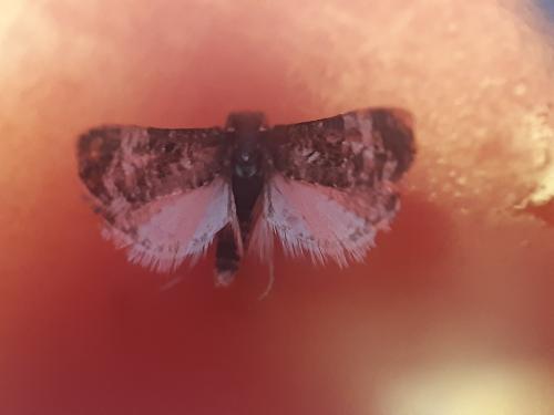 Hysterophora maculosana
